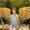 Photo of Linda S.