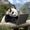 Photo of Manohar P.