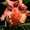 Photo of Mutsumi K.