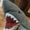 Photo of Epic Shark S.