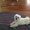 Photo of Zuzu P.