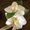 Photo of AbqJewel C.