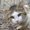 Photo of A Cat Z.