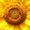 Photo of Qype User (stegni…)