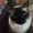 Photo of Cats S.