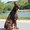 Photo of European Doberman Stud S.