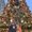 Photo of Pam A.