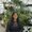 Photo of Shivangi S.