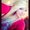 Photo of Sonia N.