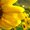 Photo of taiyyaba q.
