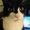 Photo of Kitty M.