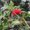 Photo of Lehua A.