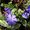Photo of Liz D.