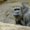 Photo of Harambe D.