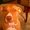 Photo of Doug E.