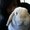 Photo of Karen X.