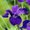 Photo of Iris L.