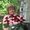 Photo of Svetlana M.