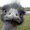 Photo of Frizzy F.