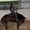 Photo of Phoenix-Jade R.