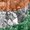 Photo of Rashmi P.