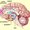 Photo of Limbic System D.
