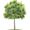 Photo of Borboa Tree Service B.