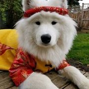 google avatar