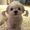 Photo of Thanh H.