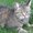 Photo of Catkiwi S.