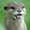 Photo of Otter C.