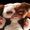 Photo of Gizmo M.