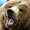 Photo of Bear E.