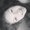 Photo of Darlina S.