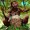 Photo of Dahierophant W.