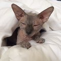 Tom S. Avatar