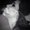 Photo of Arpi Z.