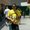 Photo of Rodal S.