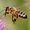 Photo of Bee M.