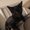 Photo of MsKitty M.