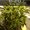 Photo of Cannabis de j.