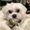 Photo of Sweetpea F.