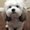 Photo of Linh T.