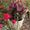 Photo of Lorraine S.