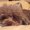 Photo of Sumi A.