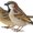 Photo of Corinne D.