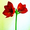 Photo of Flowering Hope O.