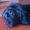 Photo of Blue M.