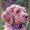 Photo of Dave L.
