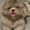 Photo of Banjo A.